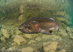 Rainbow trout in the shallows, Capernwray.
January 09.
... by Mark Thomas 